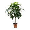Pachira aquatica – XXL