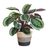 Calathea ‘Medallion’ + Decorative Pot