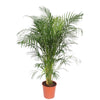 Dypsis lutescens – Très grande taille