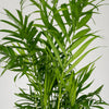 Chamaedorea elegans + Cache-pot décoratif