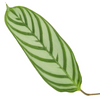Calathea ‘Compactstar’