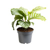 Calathea 'Orbifolia' - Small