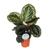 Calathea ‘Medallion’ – Moyen
