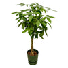 Pachira Aquatica (XXL) + Decorative Pot