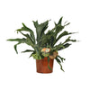 Platycerium Bifurcatum - X-Large