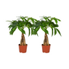 Pachira aquatica (S) x 2 – Offre duo