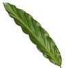 Calathea ‘Wavestar’