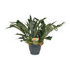 Platycerium bifurcatum – Grand