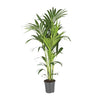 Howea Forsteriana - XXL