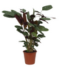 Calathea ‘Compactstar’