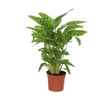 Calathea 'Leopardina'