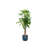 Pachira aquatica (XL) + Cache-pot décoratif