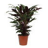 Calathea ‘Wavestar’