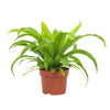 Asplenium Antiquum – Petit