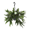Platycerium bifurcatum (Pot suspendu) – Grand