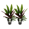 Calathea 'lancifolia Insignis' x 2 - Combo deal
