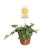 Peperomia ‘Hope’
