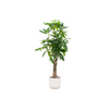 Pachira aquatica (XL) + Cache-pot décoratif