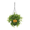 Peperomia rotundifolia (Suspension) – Moyen